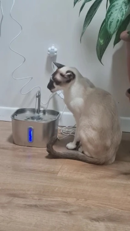 Buyer photo — cat beside the fountain
